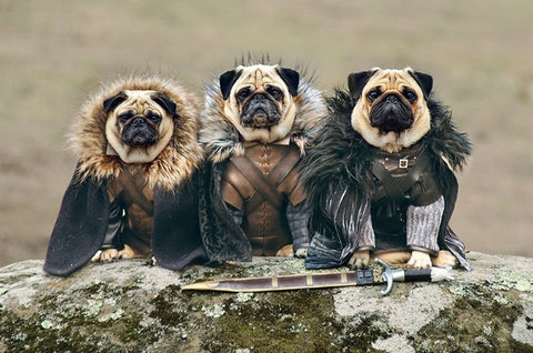 Game of Pugs